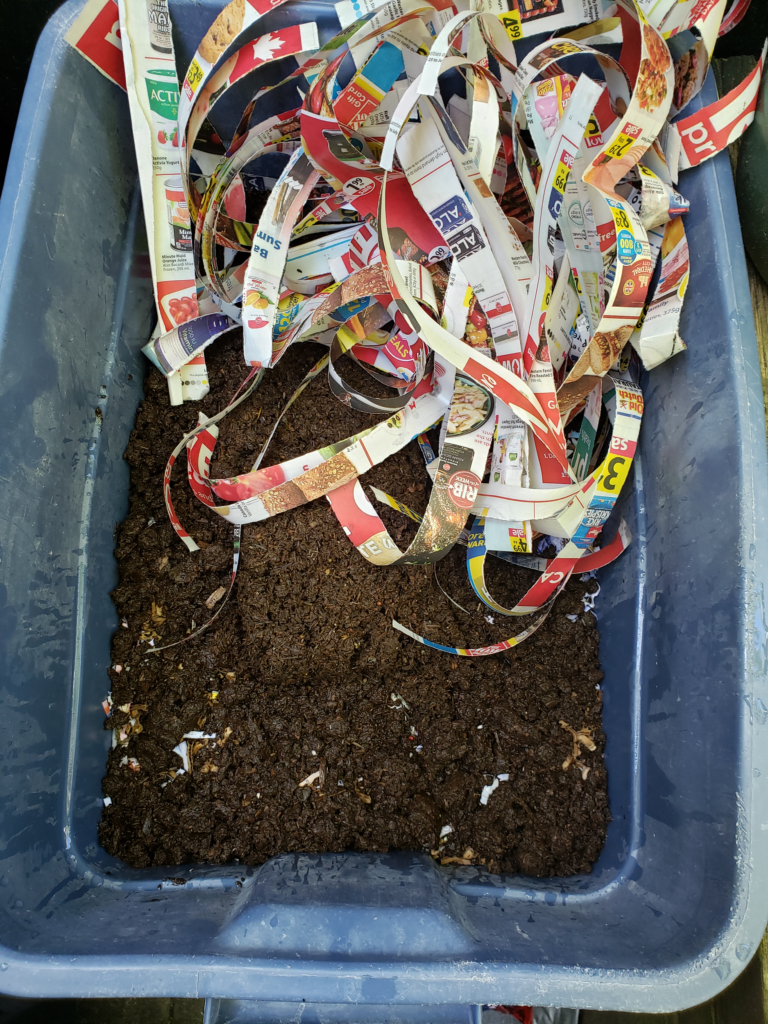 Beginning a worm bin, showing various layers.