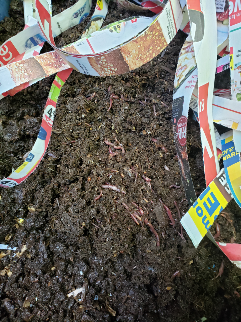 A close-up of the starter worms.